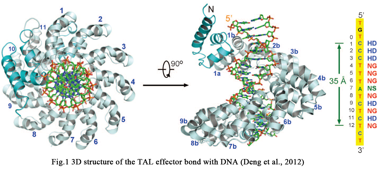 Fig. 1 The Structure of TALE bond to DNA