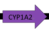 J23119+B0030+CYP1A2+B0015