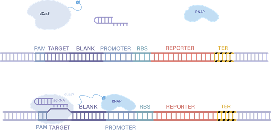 Mechanism of CRISPR-mediated transcriptional activation.png