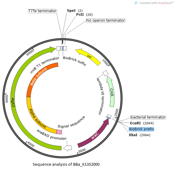 Plasmid map BBa K1352000.png