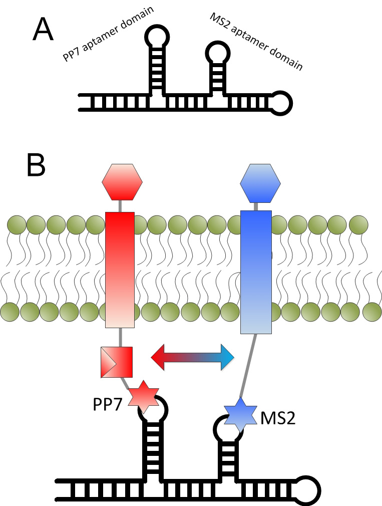 RNA aptamer scheme