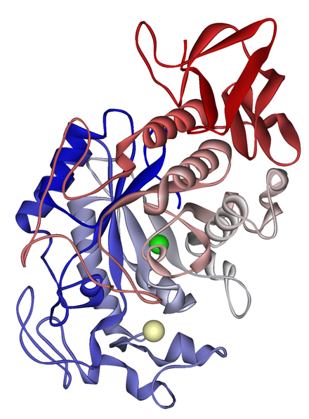 Alpha amylase protein