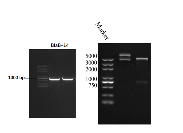 BlaB-14-PCR.png