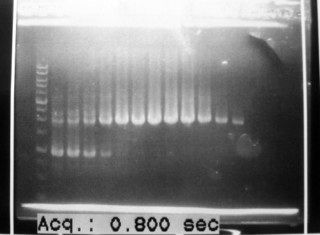 Gradient PCR.jpg