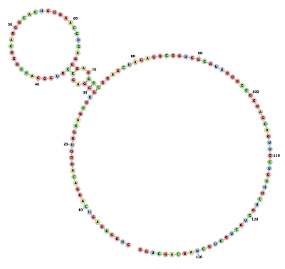 Circular RNA.png