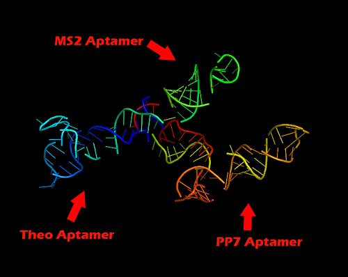 Tertiary structure version 2.jpg