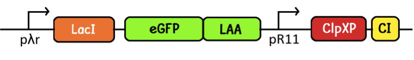 PLamdaR-LacI-GFP-LAA-pLac-ClpXP-CI.png