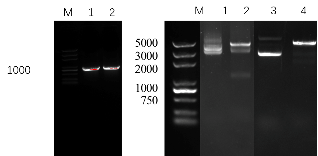 ARL-1-PCR.png