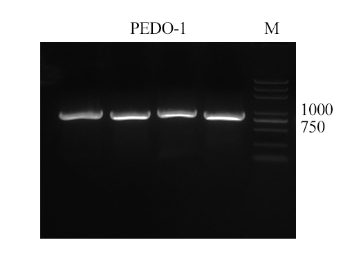 PEDO-1-PCR.png
