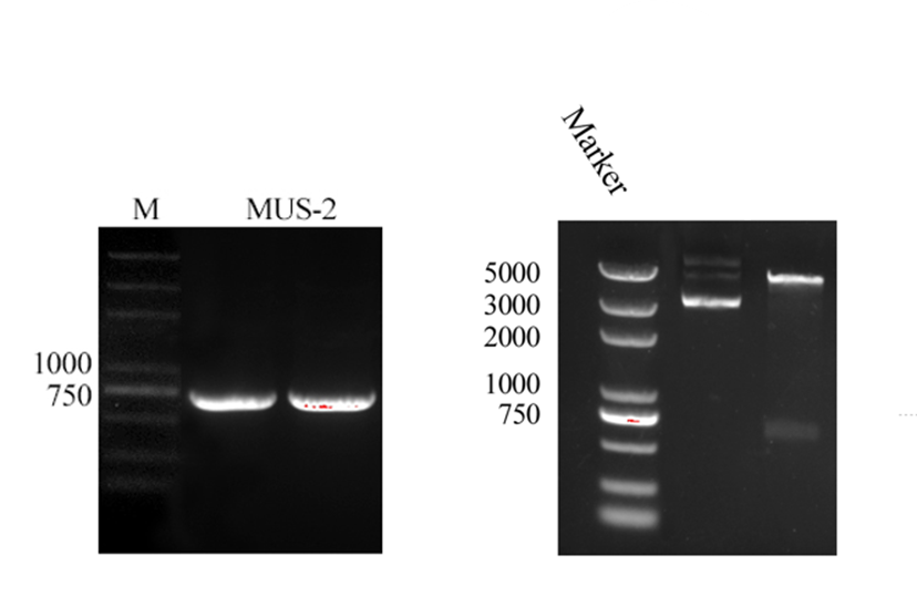 TJUSLS China--MUS-2-PCR.png