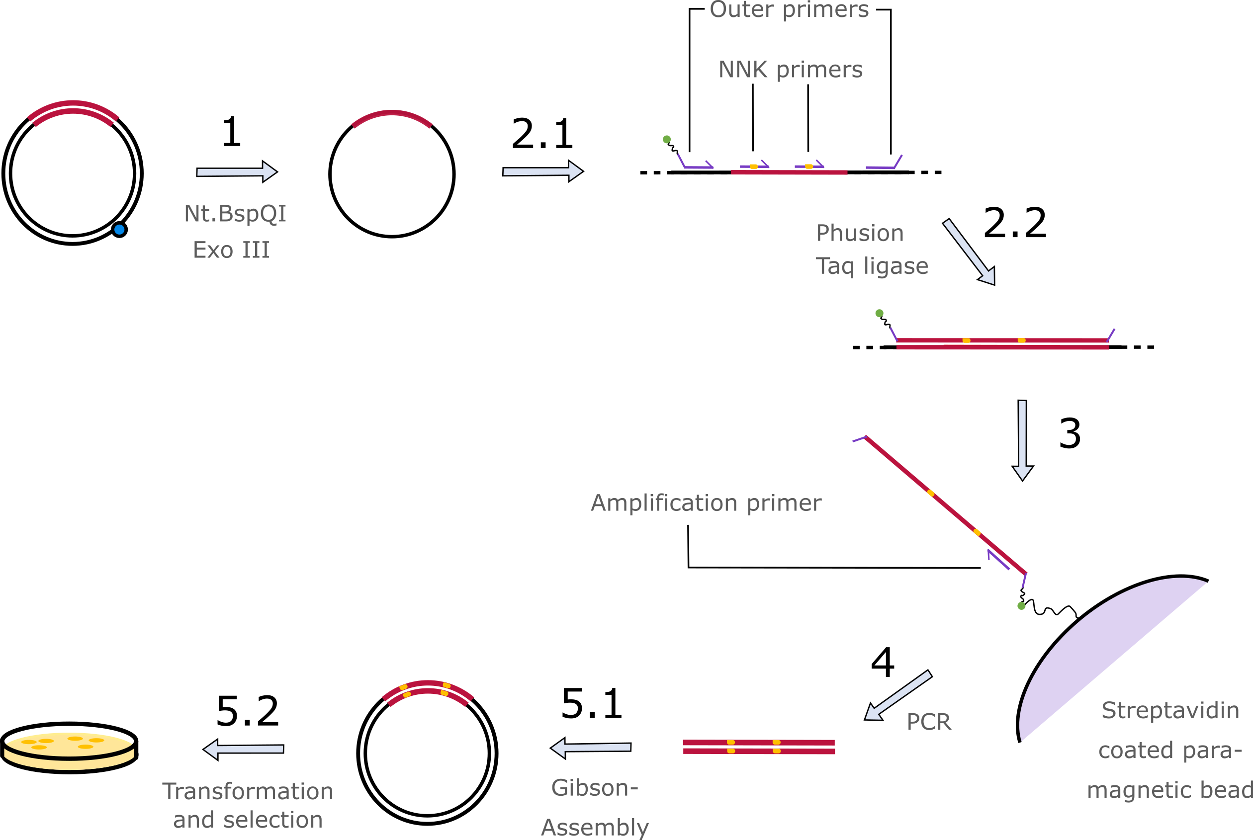 Figure 2: The plasmid pJOE5751.1 (backbone black, RBP-sequence red) is nicked by the nicking endonuclease Nt.BspQI (at the cyan dot) and then digested by Exonuclease III, creating a single strand plasmid.(1) Different oligonucleotides of the same orientation bind at the ssplasmid (2.1), complementary fragments are created by the Phusion polymerase and ligated by the Taq ligase (2.2). The 5´-biotin labeled end of the created single strand binds streptavidin coated paramagnetic beads (3) and the fragments are amplified using PCR (4). The double stranded fragments are then cloned into a pJOE5751.1 backbone via Gibson-Assembly (5.1). The library plasmid is transformed into E. coli that contain the signaling cascade plasmid with an antibiotic resistance instead of GFP, harboring a selection system to receive only functional mutants (5.2).