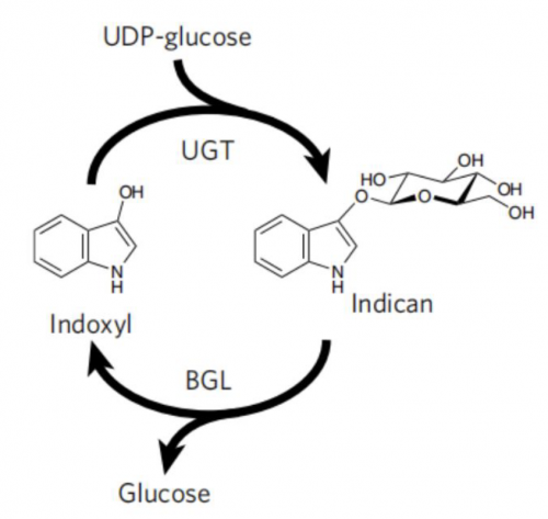 Addition of protecting group on hydroxyl via UDP-glycosyltransferase, and release of it by co-application with beta-glucosidase.png
