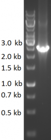 Figure 1: 1% agarose gel of the colony PCR of the Pyocin S5-HlyA biobrick.