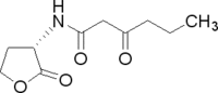 3-oxohexanoyl-homoserine lactone.GIF