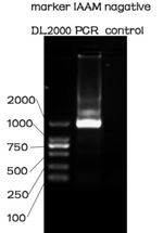 NUDT-IAAM-PCR.jpg