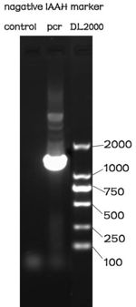 NUDT-IAAH-PCR.jpg