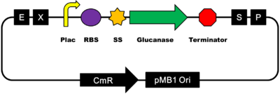 Mingdao pSB1C3-Plac-SS-Glucanase.png