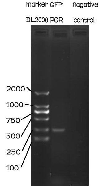 GFP1-PCR.jpg