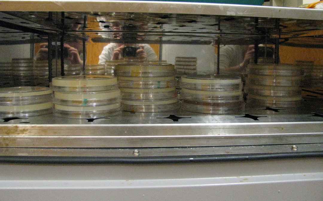 Plates in incubator small.jpg