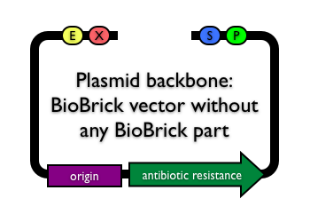 BioBrickvectorbackbone.png