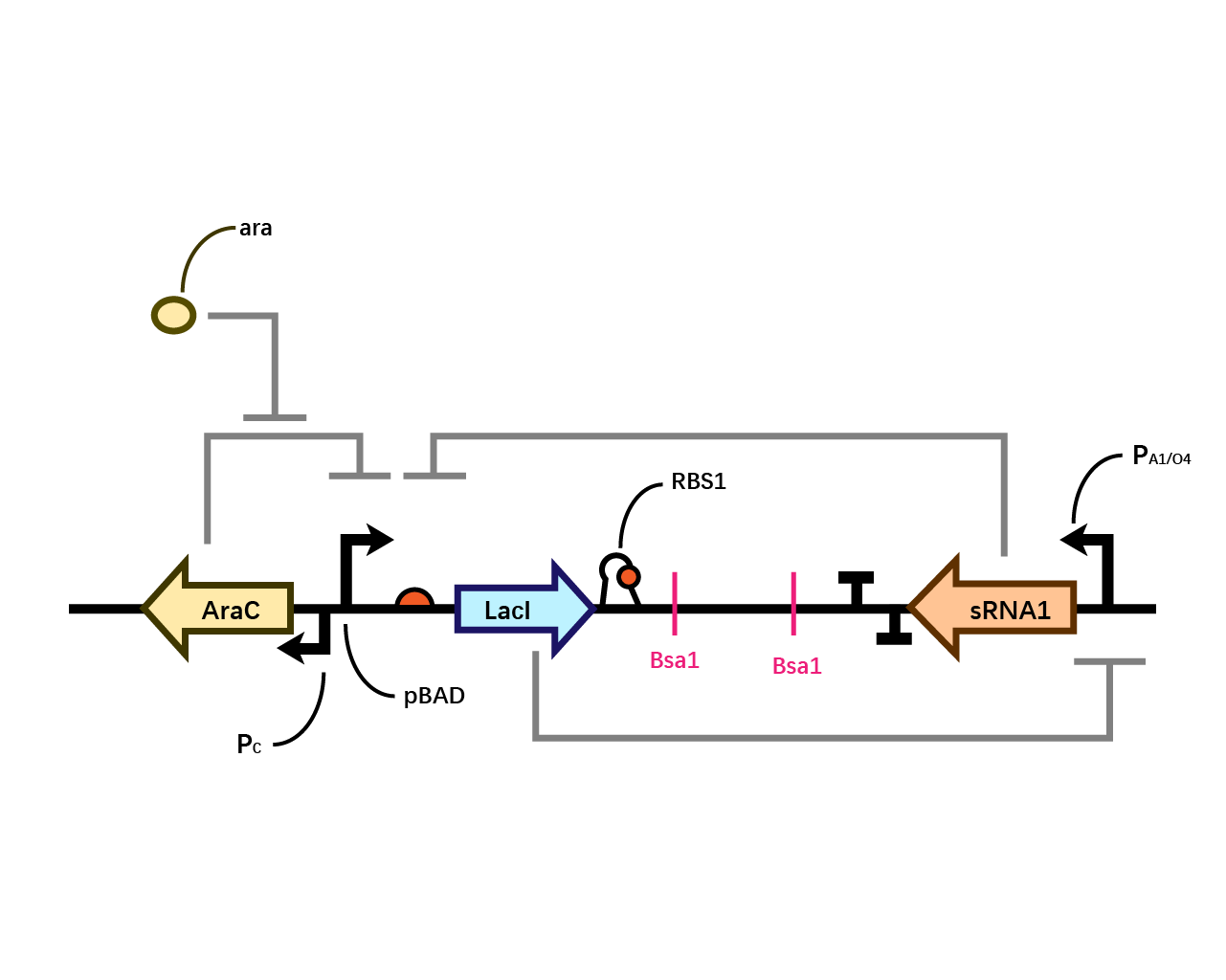 Basic Design of Bistable System