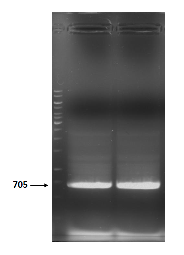 T--NYMU-Taipei--Holin BB PCR 705bp.png