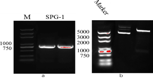 SPG-PCR.png