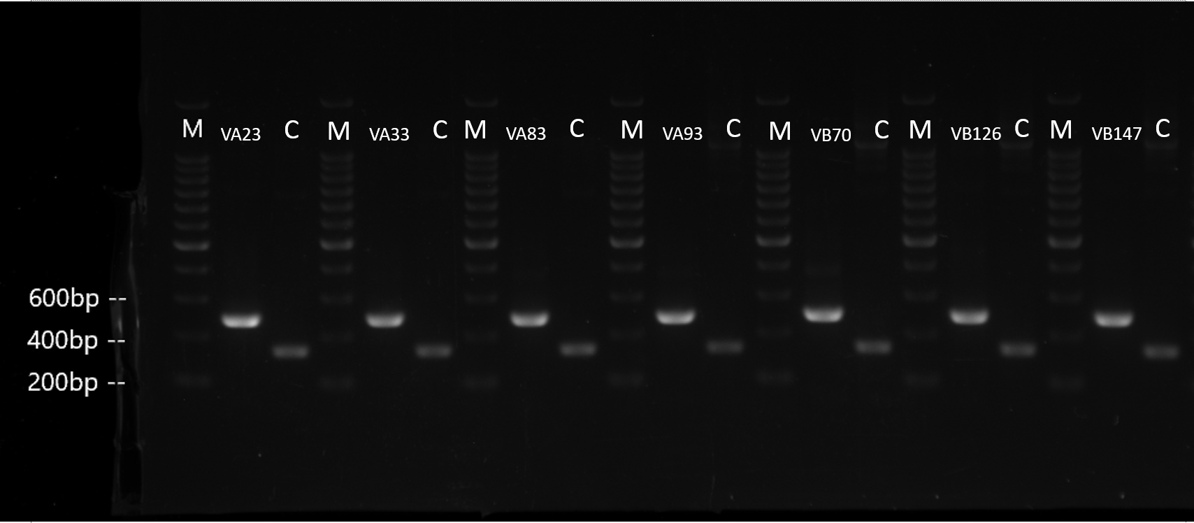 BGIC-Union Part sgRNA Figure3.png