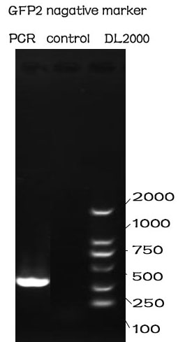 NUDT-GFP2-PCR.jpg