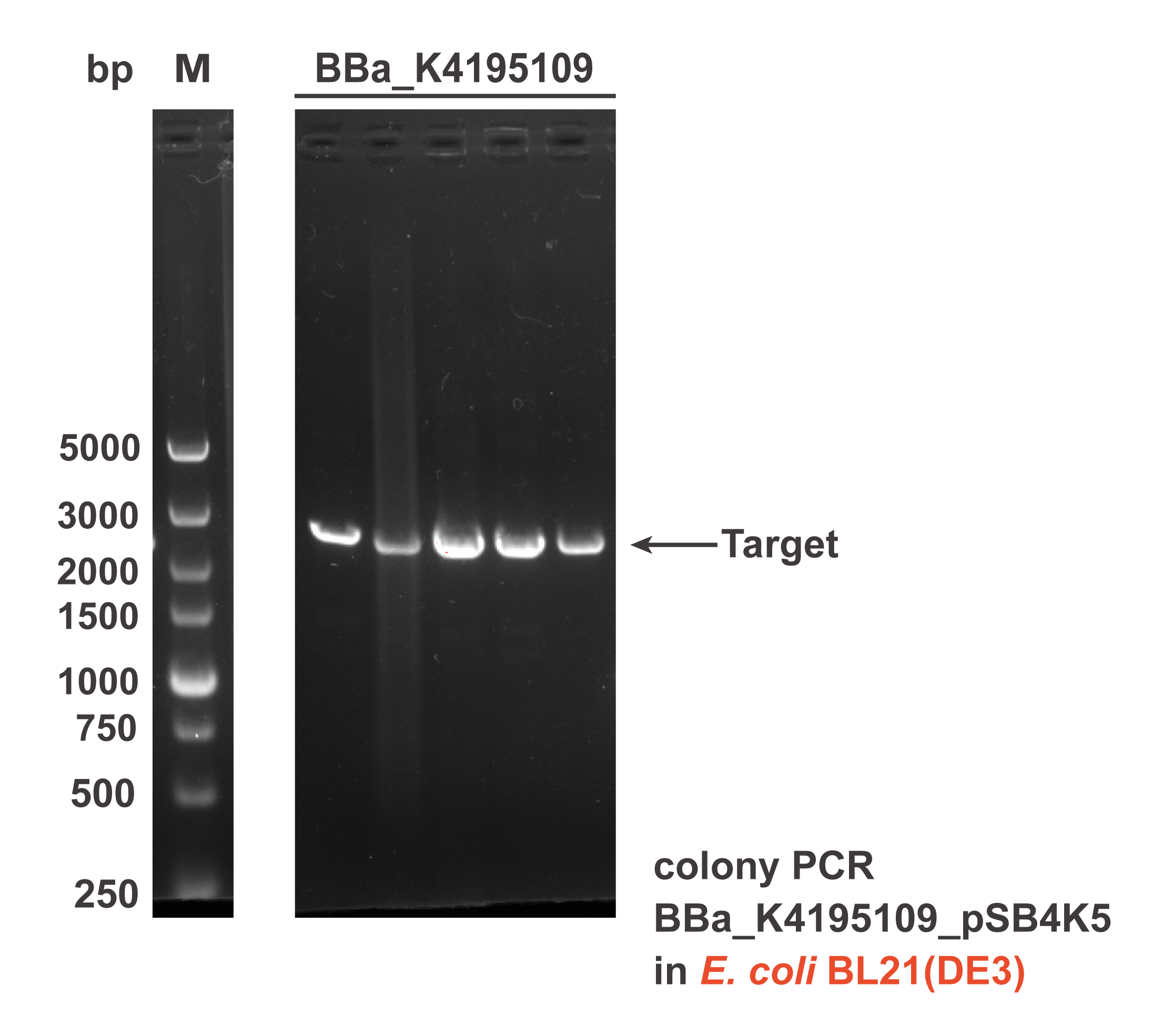 T--XMU-China--BBa K4195109 colony PCR BL21(DE3).png