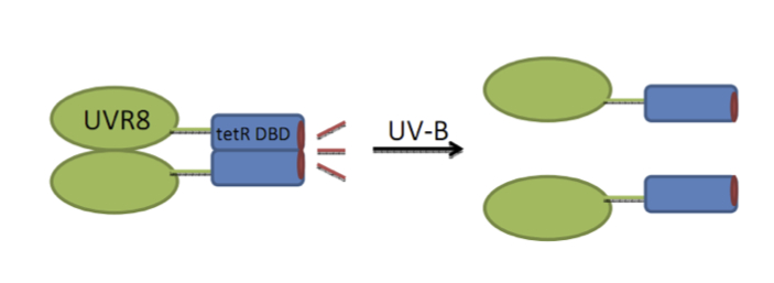 Figure 1. UV-B light induced derepression by TetR-DBD-UVR8]