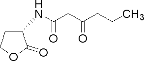3-oxohexanoyl-homoserine lactone.GIF