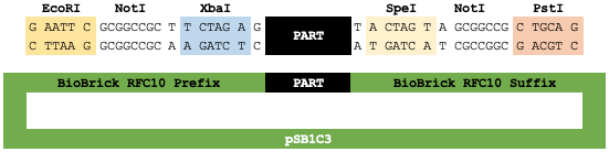 BioBrick-Prefix-Suffix-pSB1C3-Example.png