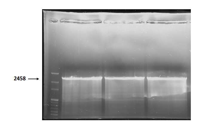 T--NYMU-Taipei--Holin BB PCR 2458bp.png