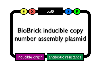 BioBrickinduciblecopyassemblyvector.png
