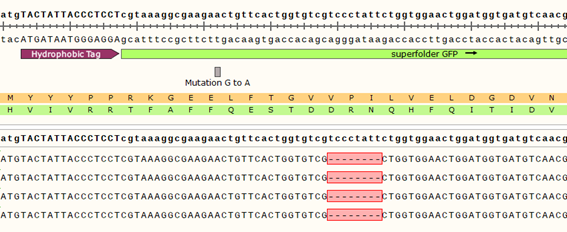 SfGFP C-Terminal Sequencing.png