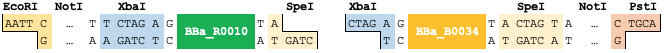BioBrick-Prefix-Suffix-Assembly-Cut-Example.png