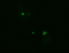 Luorescent microscope 2.jpg