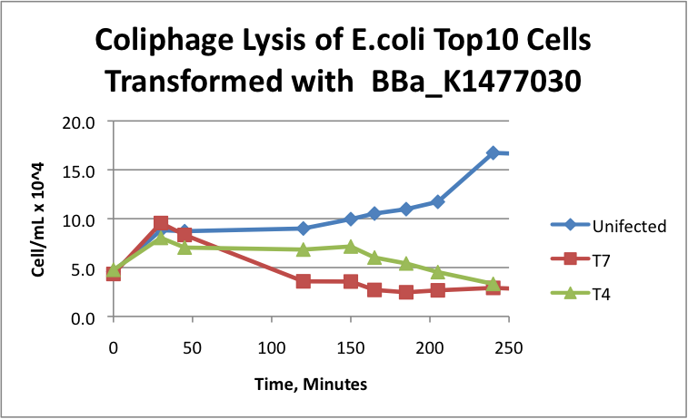 Coliphage lysis of BBa K1477030.png