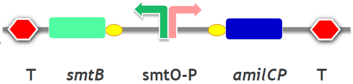 Fig3.smtB-OP-amilCP.png