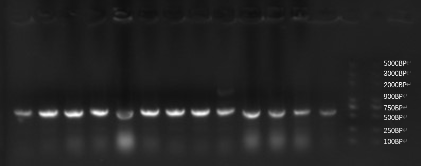T--GreatBay SCIE--Fig.2 Colony PCR of our bacteria that carries the sequence of the aptamer through Golden Gate.png
