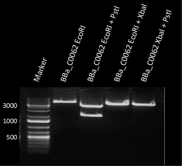 Figure 1: restriction assay of BBa_C0062 with the indicated restriction enzymes