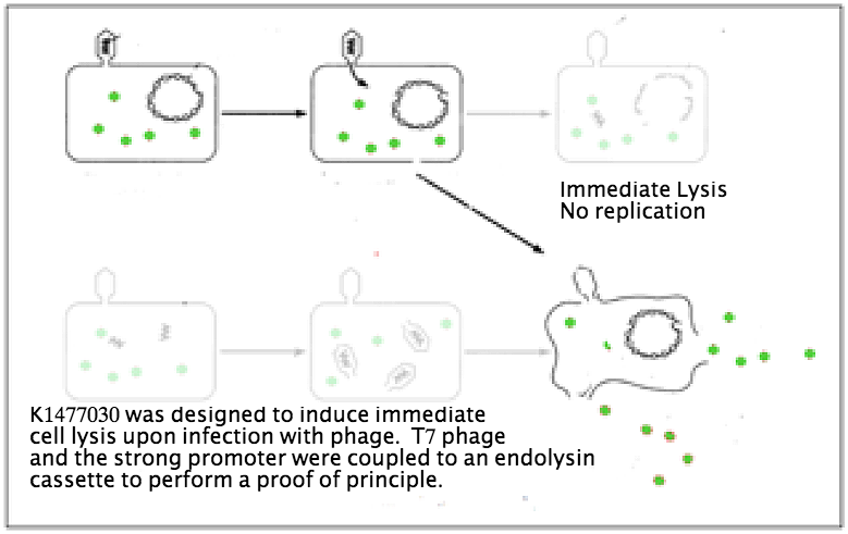 Phage Immediate Lysis.png