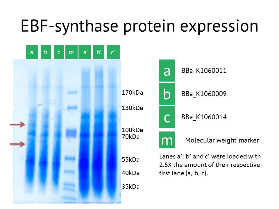EBFS protein.JPG