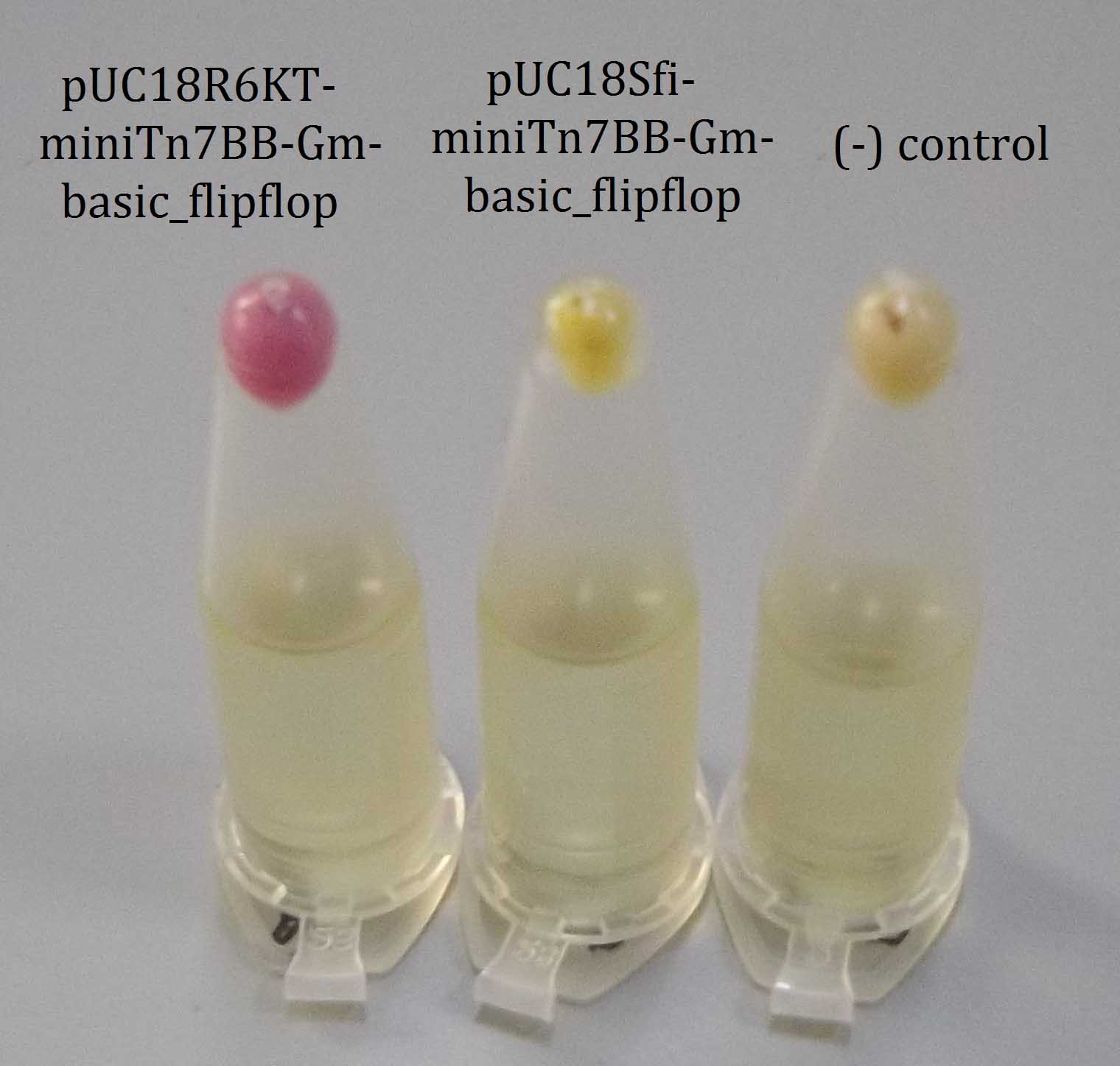 UPOSevilla-miniTn7-basic flipflop-pellets.jpg