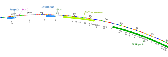 Activation targets on SEAP plasmid (SV40) Freigem 2013.png