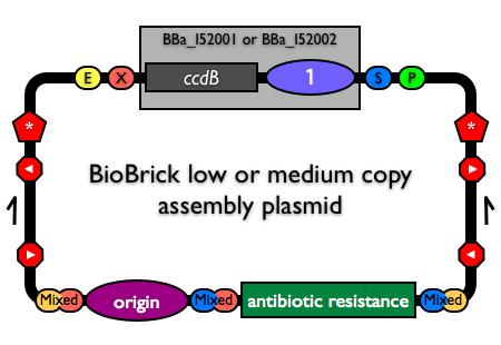 BioBricklowmediumcopyassemblyvector.png
