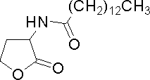 Tetradecanoyl-homoserine lactone.GIF