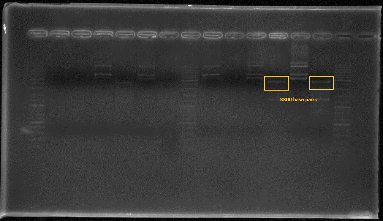 The first and third lanes before last ladder well shows that the composite part which includes constitutive promoter(j23100), Ribosome binding side(B0034), CAD1 enzyme coding gene and Terminator(B0010) in order at 3300 basepairs after double digestion.