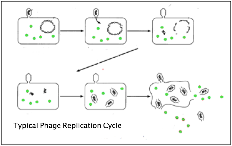 Phage life cycle.png